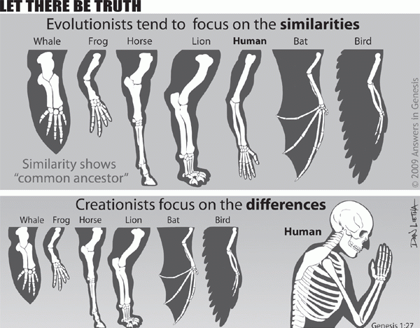 人和自然的关系,达尔文的进化论真的可靠?人类真的是由猿人而来的吗?图3