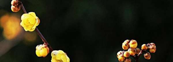 冬天里的腊梅怎么形容,赞美冬天腊梅的诗句图3