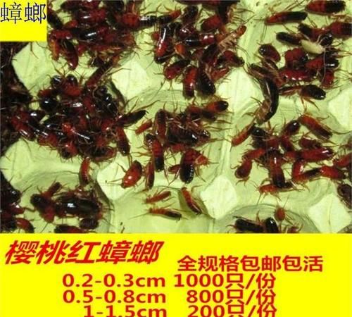 蟑螂爬过的水果洗洗还能吃吗