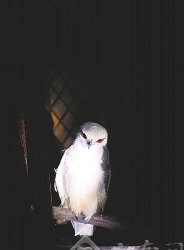 夏晚有什么动物的叫声