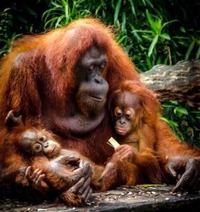 ​两全其美两家欢是什么动物,二全其美是什么生肖