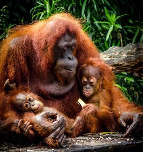 二全其美是什么生肖