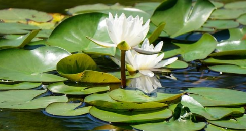 不同颜色睡莲的花语,红色睡莲花语和寓意是什么图2