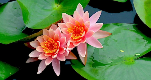 不同颜色睡莲的花语,红色睡莲花语和寓意是什么图3