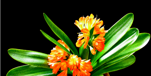 二月开什么花,哪些花适合二月份扦插图4