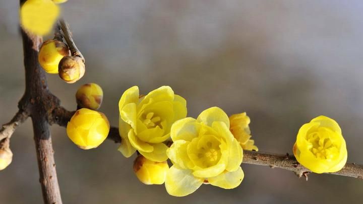 秋天会开什么花