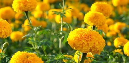 二月开什么花,哪些花适合二月份扦插图11