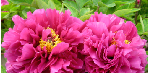 二月开什么花,哪些花适合二月份扦插图13