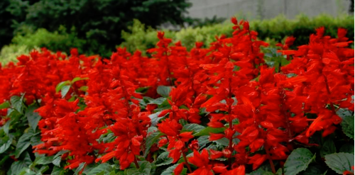 二月开什么花,哪些花适合二月份扦插图8