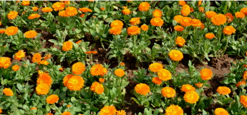 二月开什么花,哪些花适合二月份扦插图5