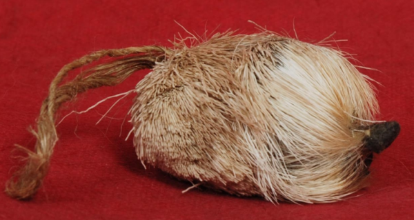 麝香在麝鹿哪个部位,麝香在麝鹿哪个部位阴囊还是香囊图4