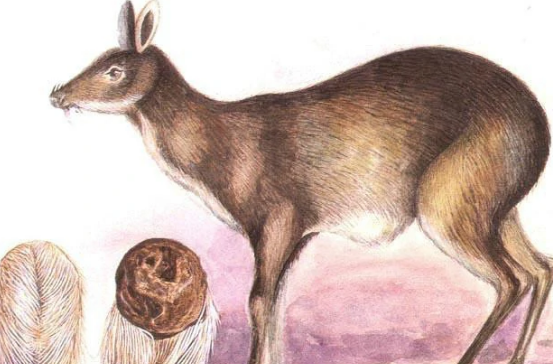 麝香在麝鹿哪个部位,麝香在麝鹿哪个部位阴囊还是香囊图2