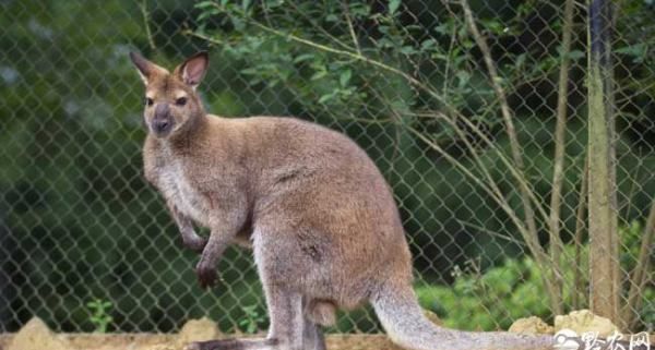 尾巴的作用图片,动物尾巴的功能有哪些动物图6