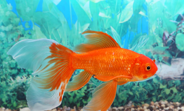 尾巴的作用图片,动物尾巴的功能有哪些动物图7