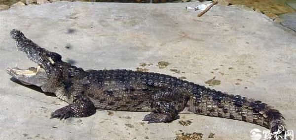 尾巴的作用图片,动物尾巴的功能有哪些动物图5