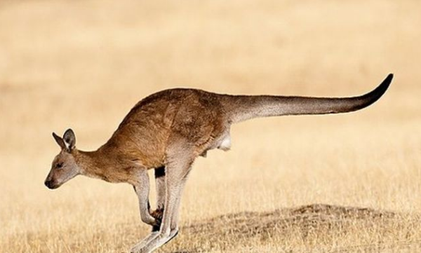 尾巴的作用图片,动物尾巴的功能有哪些动物图8