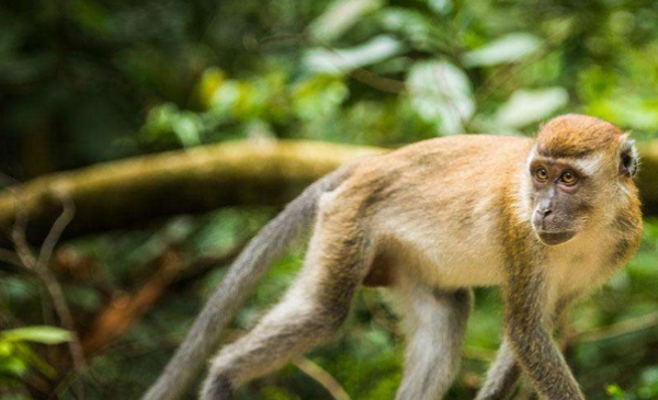 尾巴的作用图片,动物尾巴的功能有哪些动物图9