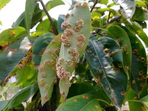 梨树病虫害图谱与用药_梨树病虫害及防治-第1张图片-