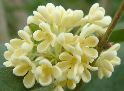 银桂花和金桂花哪个不能吃