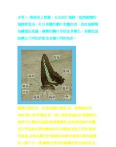 ​蝴蝶辨别食物味道用身体哪个部位,蝴蝶是依靠什么来辨别味道的
