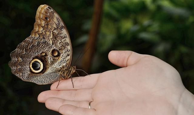 蝴蝶用什么闻气味