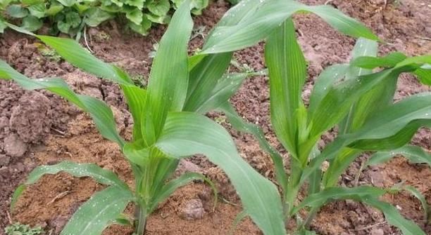 今年立秋是哪天，对于每年的立秋秋不来现象，大家有什么看法？今年的具体立秋时间是什么时候？图6