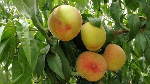 今年立秋是哪天，对于每年的立秋秋不来现象，大家有什么看法？今年的具体立秋时间是什么时候？图7