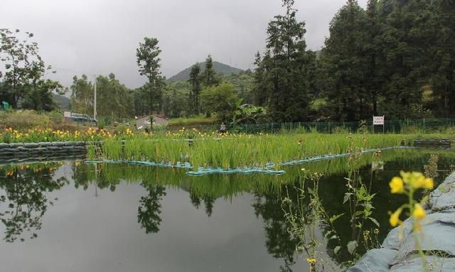 南岭村为什么是中国第一村,深圳南岭村是靠什么发展创富的?图5