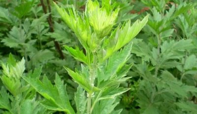 ​艾草的用法，清明艾草的用法和作用有哪些？