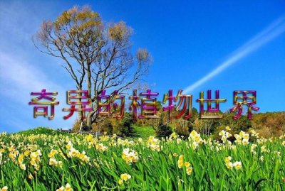 ​奇异的植物世界第三自然段标点符号,小节是什么标点符号