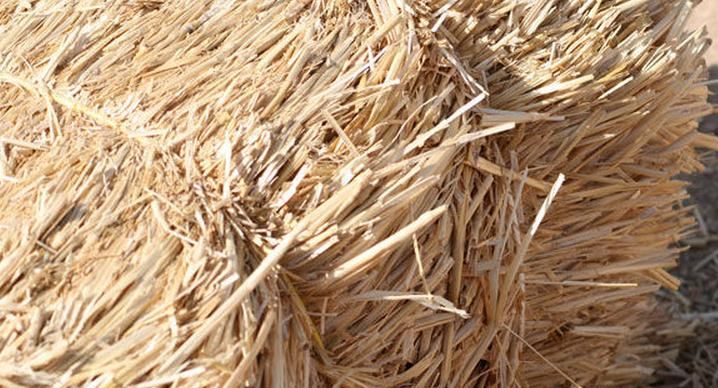 新鲜的青草能够储存几天吗