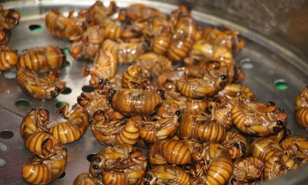 蝉几月份消失,蝉叫几月份消失图2