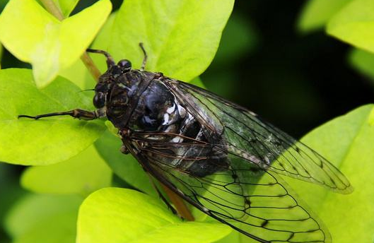 蝉几月份消失,蝉叫几月份消失图1