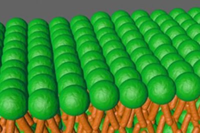 ​磷脂双分子层具有什么性质