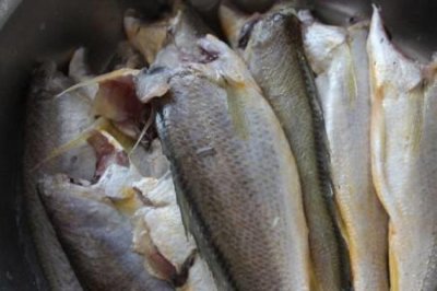 ​快鱼是什么鱼是海水还是淡水鱼