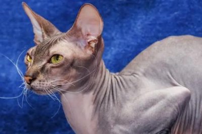 ​乌克兰有什么品种猫