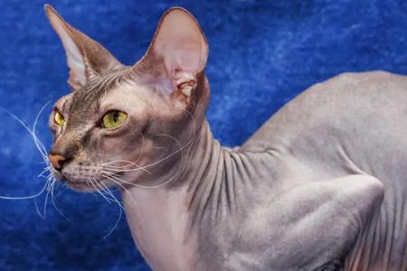 乌克兰有什么品种猫