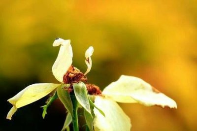 ​静看花开笑看花落什么意思