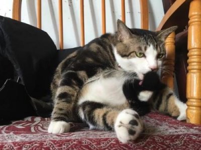 ​猫舔猫是什么意思