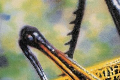 ​最后一个情人是什么意思