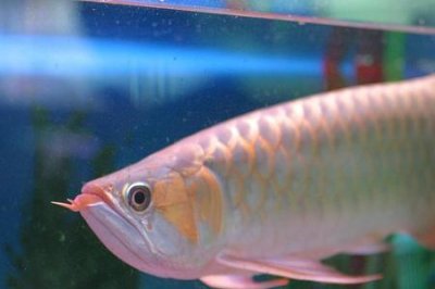 ​蓝龙鱼吃什么