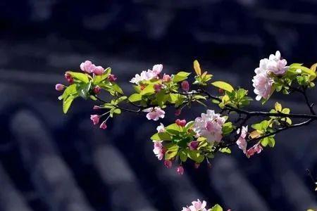 一枝海棠压梨花是什么意思