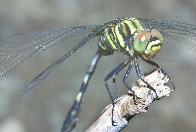 蜻蜓有心肝肺吗
