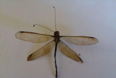 为啥有的蜻蜓头上还有角