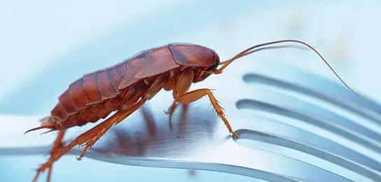 蟑螂怕酒精,酒精能驱蟑螂吗图3