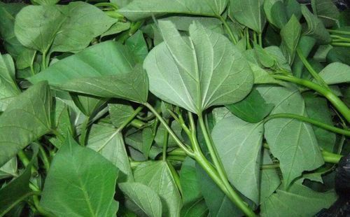 红薯叶子含维生素k吗