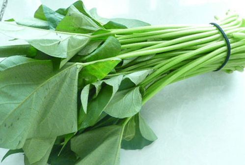 地瓜叶的功效与作用有哪些