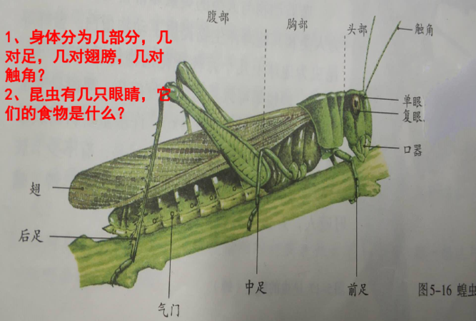 昆虫的身体分为哪三个部分头部有什么