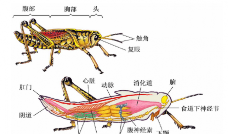 昆虫的身体分为哪三个部分