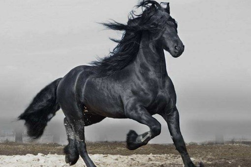 项羽的乌骓马是怎么死的?项羽自刎的地方在哪里? 项羽的乌骓马是怎么死的?项羽自刎的地方在哪里?